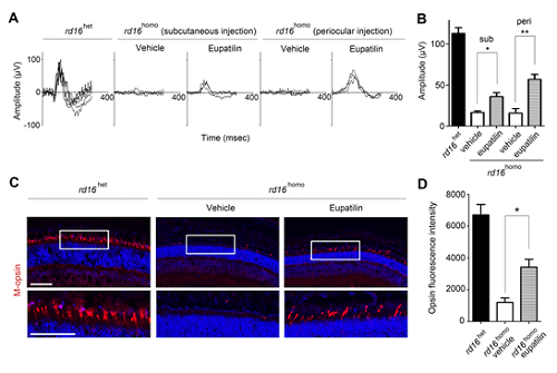 Figure 2. Eupatilin injection ameliorates M-opsin trafficking and electrophysiological response of cone photoreceptors in rd16 mice