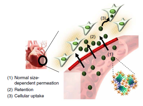 Figure 1. Schematic for the heart-targeting mechanism of TANNylated protein nanocomplexes: (1) size-dependent permeation, (2) phenolic (that is, TA), and (3) internalization by internalization by myobalsts