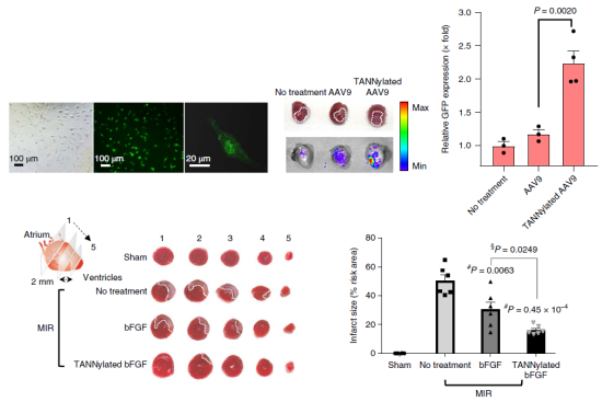 Figure 2. Effect of TA based protein complexes on cardiac cell transport efficiency and viral gene expression efficiency and therapeutic function in animal models with myocardial infarction