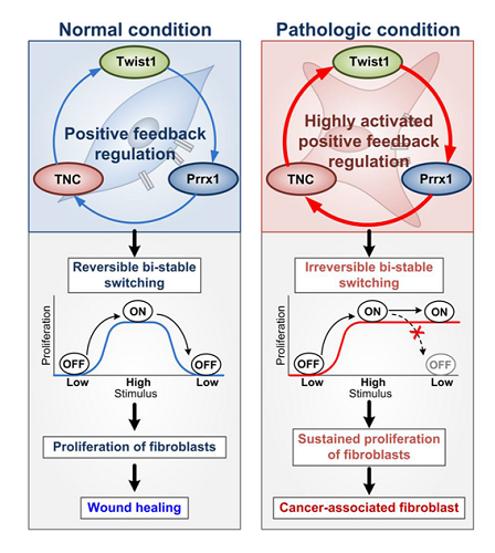 Figure 2. Summary of the study. The Twist1-Prrx1-TNC positive feedback regulation provides clues for understanding the activation of fibroblasts during wound healing under normal conditions, as well as abnormally activated fibroblasts in pathological conditions such as cancerous and fibrotic diseases. Under normal conditions, the PFL acts as a reversible bistable switch by which the activation of fibroblasts is “ON