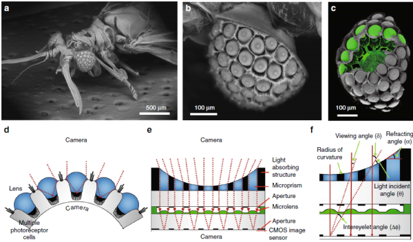 Figure 1. Natural Xenos peckii eye and the biological inspiration for the ultrathin digital camera (Light: Science & Applications 2018)