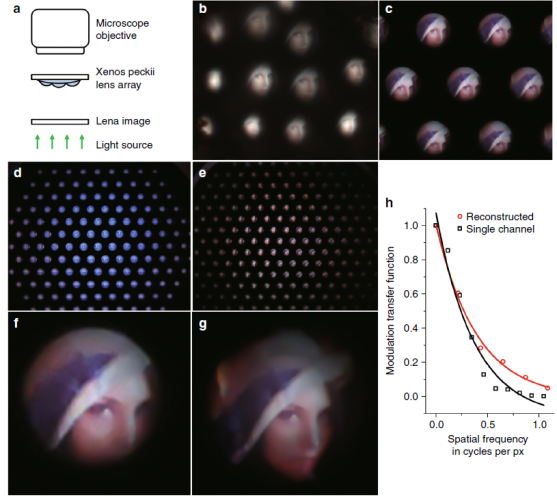Figure 2. Optical images captured by the bioinspired ultrathin digital camera (Light: Science & Applications 2018)