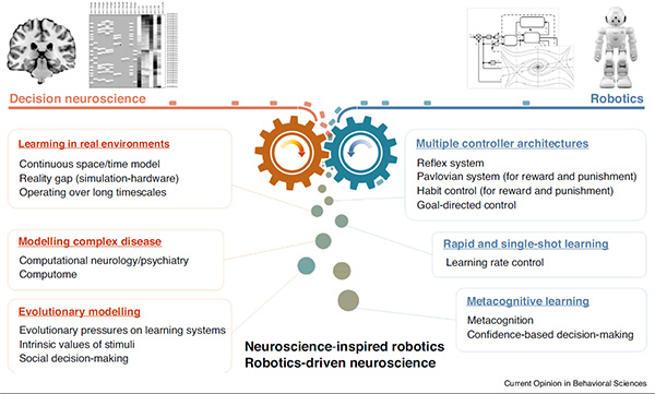 Overview of neuroscience - robotics approach for decision-making. The figure details key areas for interdisciplinary study (Current Opinion in Behavioral Sciences)