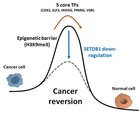 SETDB1 단백질이 대장암 세포를 억제하는 현상에 대한 모식도