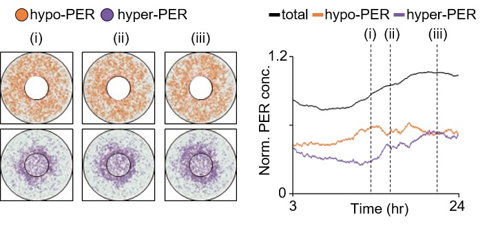 그림 4. 시공간적 확률론적 수리 모델을 통해서 시뮬레이션된 세포 내 불순물들이 과도하게 많은 세포에서의 시간에 따른 PER 분자의 움직임과 양