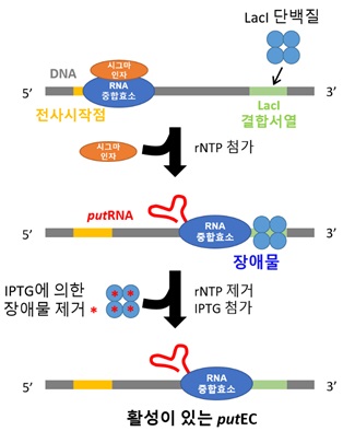 그림 2. putEC의 제작 과정. RNA합 성에 필요한 프로모터와 putRNA 서열, LacI 단백질이 결합하는 lacO 서열을 포함하는 DNA 스캐폴드에 RNA중합효소와 시그마 인자, LacI를 첨가한 후 rNTP를 넣어 putRNA- RNA중합효소 복합체(putEC)를 제작한다. 이후 남은 rNTP를 제거하고 IPTG를 첨가하여 LacI를 DNA에서 제거한 후 이를 초저온 전자현미경 분석에 사용하였다.