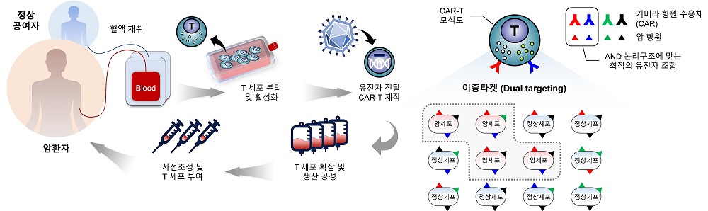 그림 1. CAR-T 세포치료제의 제작 및 투여 과정과 CAR를 이용한 암세포 특이적 이중타겟 모식도