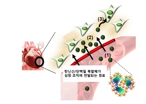 탄닌산으로 제조한 단백질 복합체가 심장 조직에 전달되는 모식도
