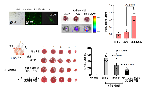 바이러스 유전자 발현 효율 및 치료기능성을 보여주는 연구결과
