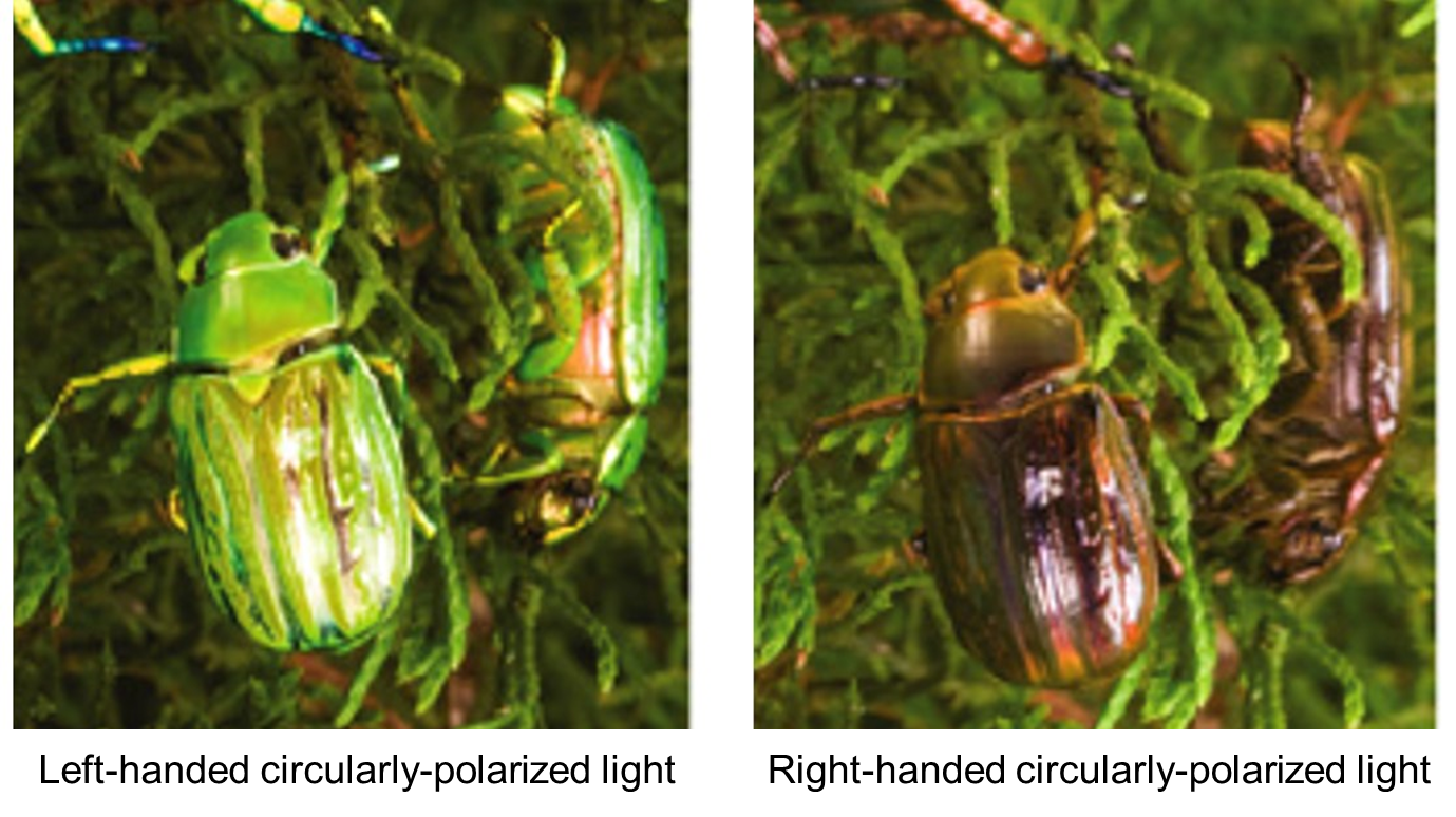 Figure 1. Chrysina gloriosa illuminated by left-handed (left panel) and right-handed (right panel) circularly-polarized lights. (Image source: https://doi.org/10.1016/j.cub.2010.05.036, permitted for reuse in news media