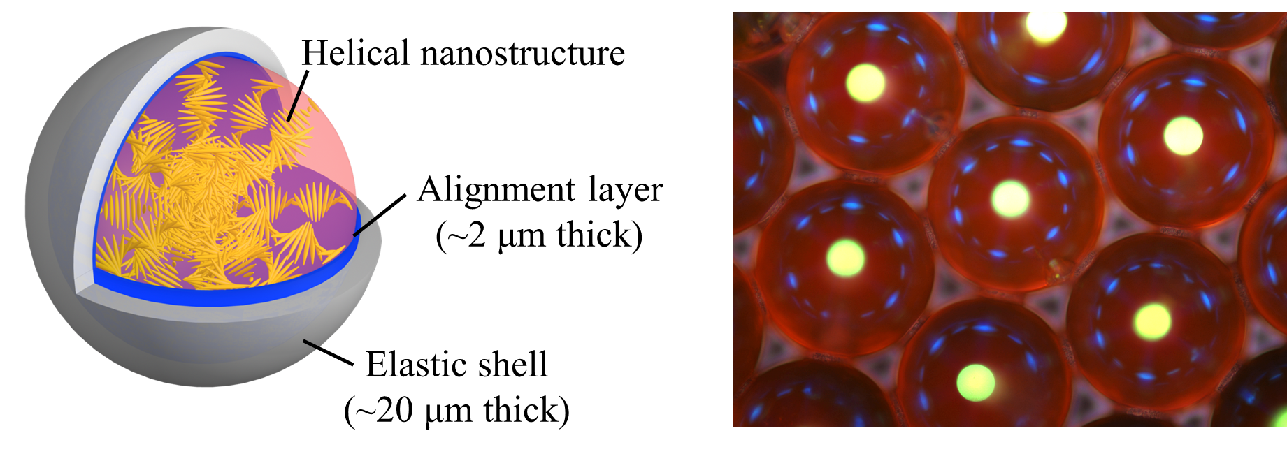 Figure 2. Composition (left panel) and optical microscopy image (right panel) of the capsule-type laser resonator