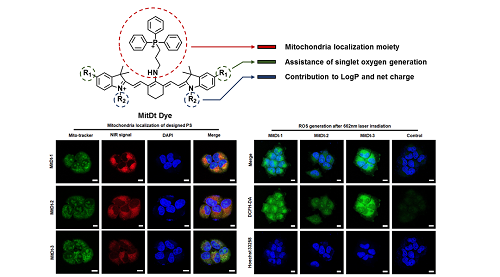 Figure 2. a) Chemical structure of MitDt compounds (above) b) mitochondria localization of designed PS (left) and ROS generation after 662nm laser irradiation