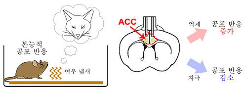 ACC 영역의 활성 조절에 의한 본능적 공포 반응 증폭 및 감소