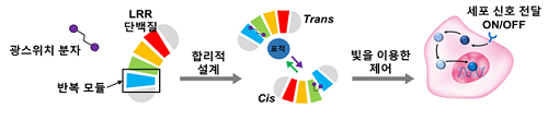 LRR 단백질 기반으로 합리적 설계를 통해 광스위치 단백질 개발 및 이를 이용한 세포 신호전달 조절