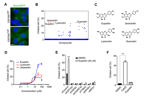 Figure 1. Identification of compounds that rescue ciliogenesis defects caused by CEP290 knockout