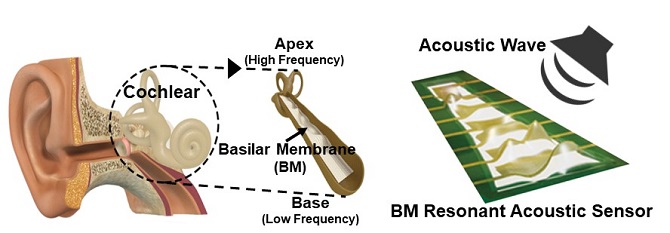 Flexible Piezoelectric Acoustic Sensors for Speaker Recognition 이미지1