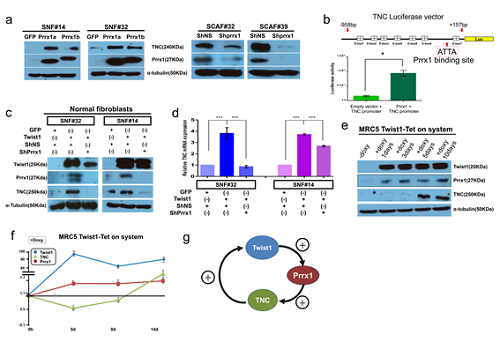 Figure 1. Twist1 increases tenascin-c expression in cancer-associated fibroblasts. Twist1 is a potent but indirect inducer of tenascin-c (TNC), which is essential for maintaining Twist1 expression in cancer-associated fibroblasts (CAFs).