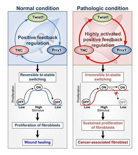 Figure 2. Summary of our study. The Twist1-Prrx1-TNC positive feedback regulation provides clues for understanding the activation of fibroblasts during wound healing under normal conditions, as well as abnormally activated fibroblasts in pathological conditions such as cancerous and fibrotic diseases. Under normal conditions, the PFL acts as a reversible bistable switch by which the activation of fibroblasts is “ON