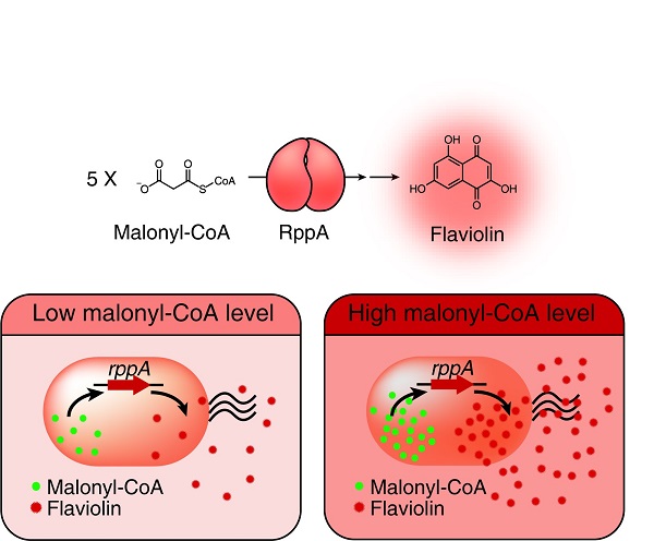 A Novel Biosensor to Advance Diverse High-Level Production of Microbial Cell Factories 이미지1