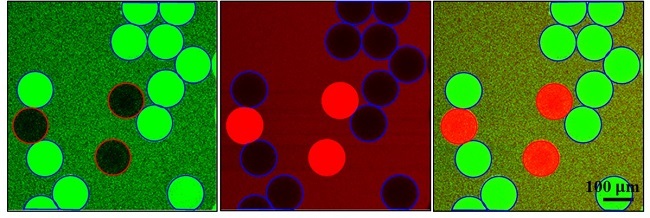 A Molecular Sensor for In-Situ Analysis of Complex Biological Fluids 이미지2