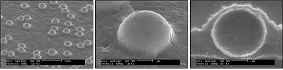 APL의 전자 현미경 사진