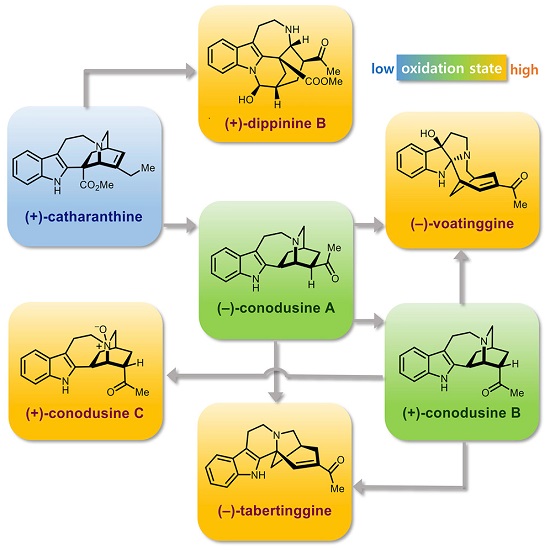 Novel Strategies to Transform a Commercially Available Iboga Alkaloid to Post-Iboga Alkaloids 이미지1