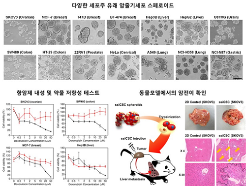 형성된 암줄기세포를 이용하여 약물 저항성 확인