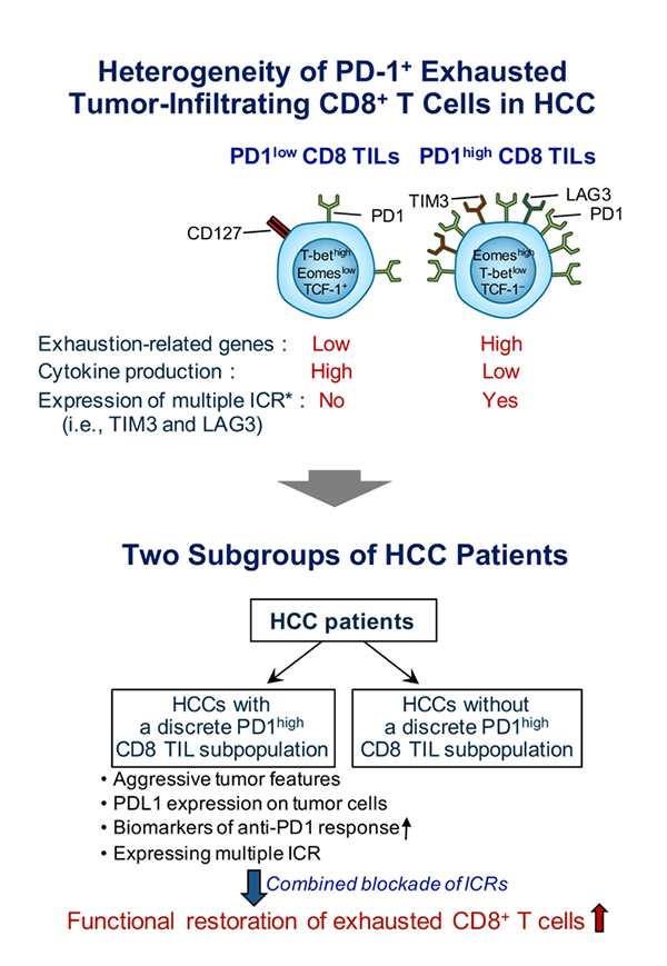 optimal immuno-therapeutic strategies