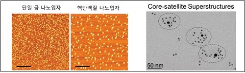  나노 구조체의 현미경 관찰 사진 