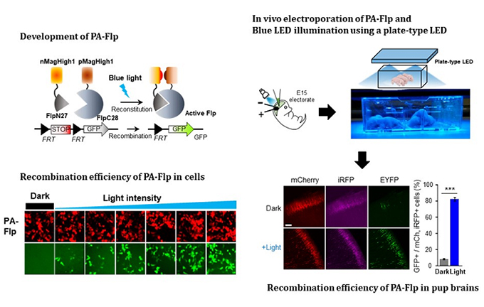 Figure of noninvasive light-sensitive recombinase 