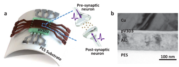 Figure 1. a) Schematic illustration of a flexible pV3D3 memristor-based electronic synapse array. b) Cross-sectional TEM image of the flexible pV3D3 memristor