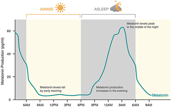 Figure 1. Changes in melatonin secretion during day and night time