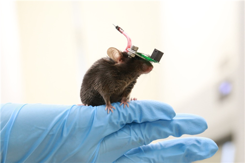 Figure 1. The miniature transducer for the transcranial ultrasound of a freely-moving mouse