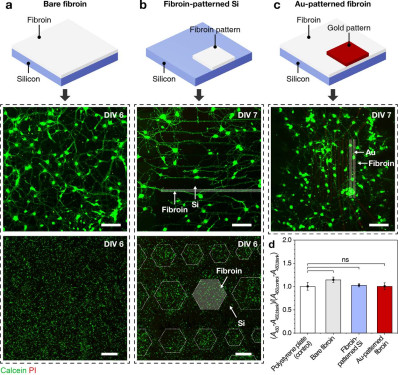 Figure 2. Biocompatibility assessment of the AMoS Process. Top: Schematics image of a) fibroin-coated silicon b) fibroin-pattered silicon and c) gold-patterned fibroin. Bottom: Representative confocal microscopy images of live (green) and dead (red) primary cortical neurons cultured on the substrates.