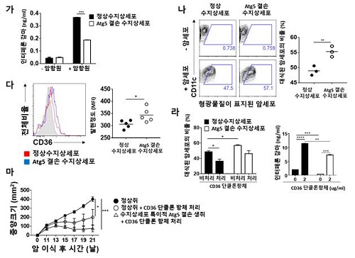  항원제시에서 수지상세포 자식작용의 기능