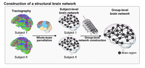 뇌 영역 간 네트워크 구축