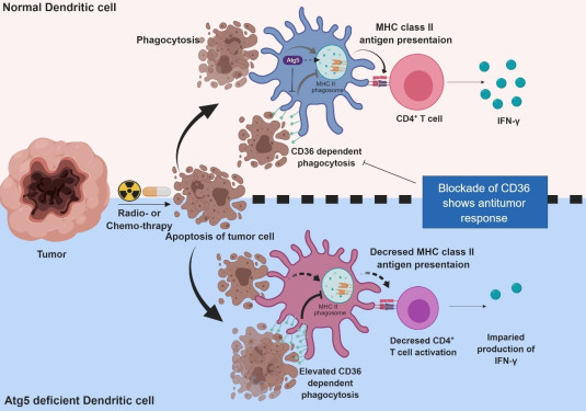 Figure 1.Mechanism of autophagy in dendritic cells