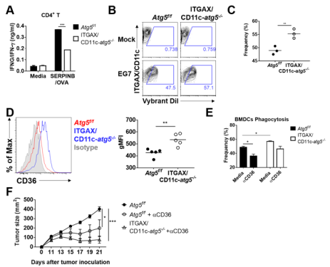 Figure 2. A role of autophagy in dendritic cells