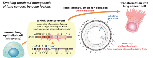 Smoking-unrelated oncogenesis of lung cancers by gene fusions