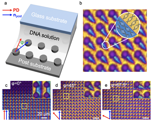 Micropatch Made of DNA 이미지1