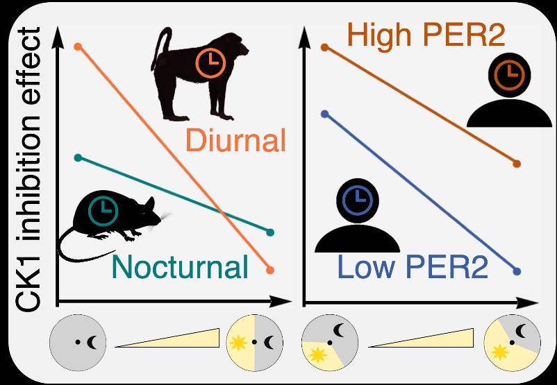 Figure 1. Interspecies and Inter-patients Variations in PF-670462 Efficacy