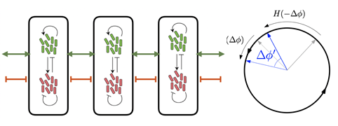 A Mathematical Model Reveals Long-Distance Cell Communication Mechanism 이미지1