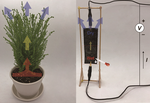식물의 증산 과정을 통해 수분이 순환하는 원리를 모사하여, 수분의 순환을 전기 에너지로 변환하는 발전기