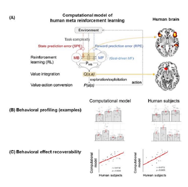New Insights into How Human Brain Solves Complex Decision-Making Problems 이미지1