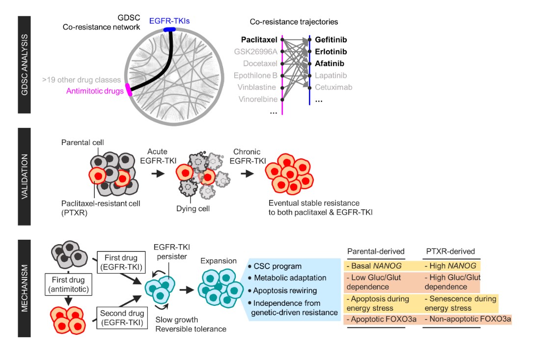 Figure 1. Schematic overview of the study.