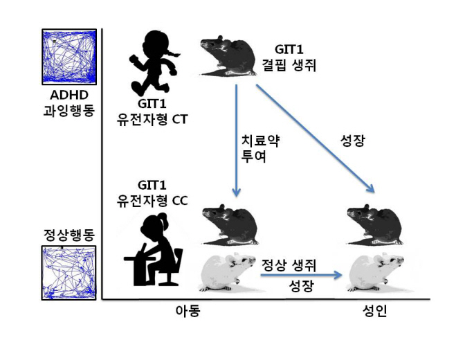 주의력결핍 과잉행동장애의 유전적 요인 규명 이미지