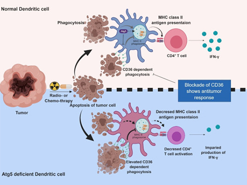 Autophagy in Dendritic Cells Helps Anticancer Activity 이미지