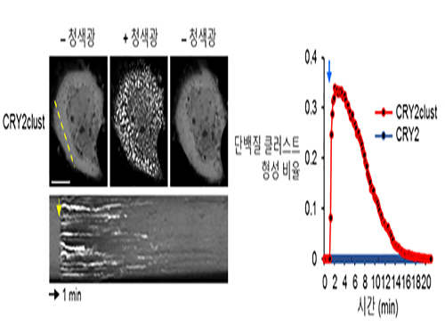 허원도 교수, 빛으로 단백질군집형성 속도 10배 높이는 새 광유전학 기술 개발 이미지