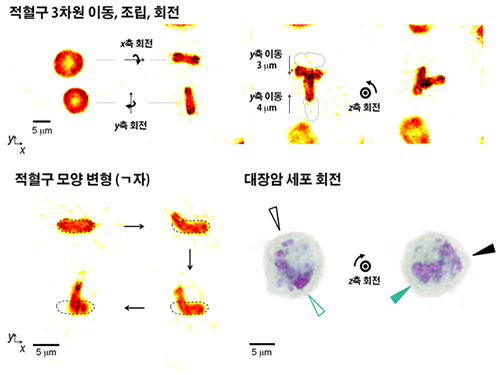 박용근 교수, 세포 자유롭게 변형 가능한 홀로그래피 기술 개발 이미지