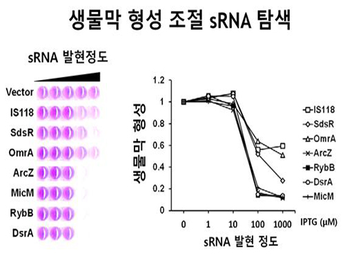 대장균의 생물막 형성 제어 기술 개발 이미지